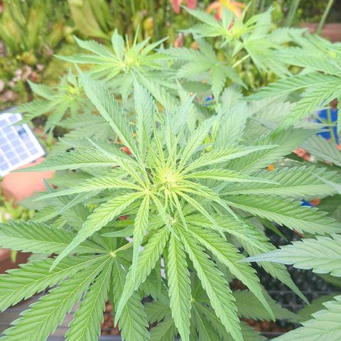Amnesia Haze Automatic growlog timeline photo