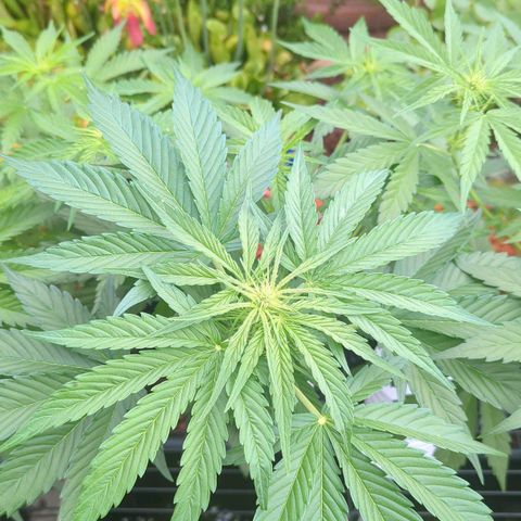 Royal Gorilla Automatic growlog timeline photo