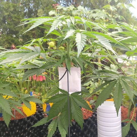 Royal Gorilla Automatic growlog timeline photo