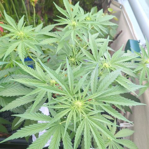 Green Gelato Automatic growlog timeline photo