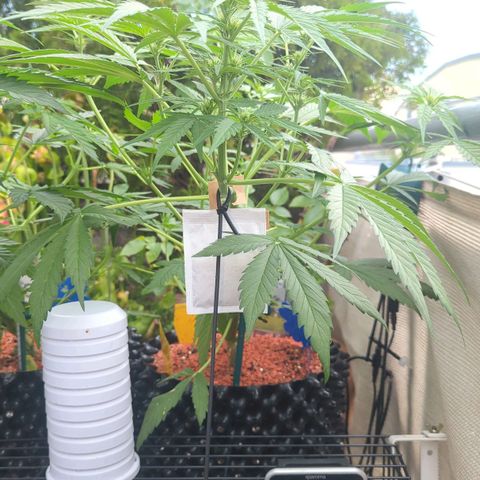 Green Gelato Automatic growlog timeline photo