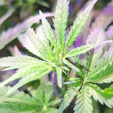 Sweet ZZ growlog timeline photo