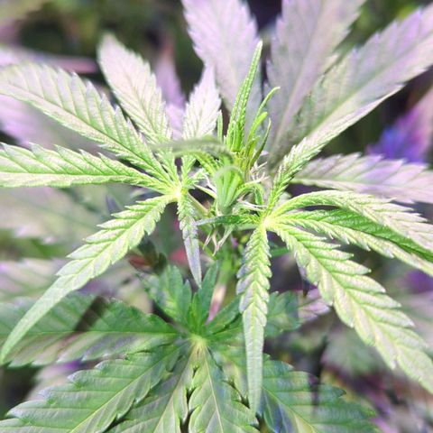 Sweet ZZ growlog timeline photo