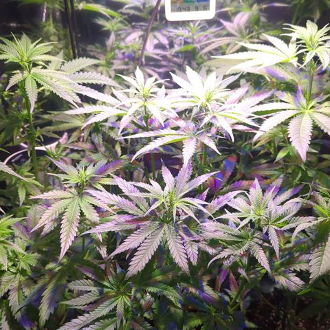 Sweet ZZ growlog timeline photo
