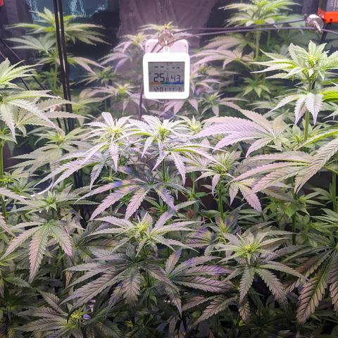 Sweet ZZ growlog timeline photo