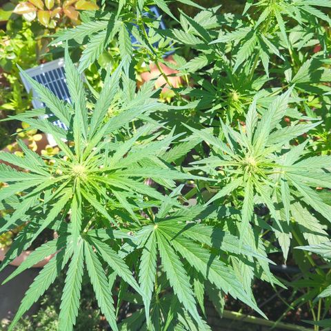 Green Gelato Automatic growlog timeline photo