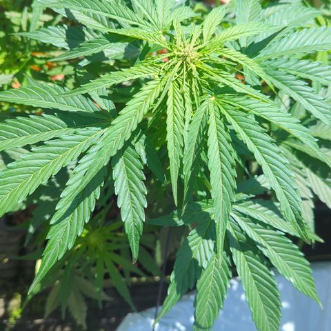 Royal Gorilla Automatic growlog timeline photo