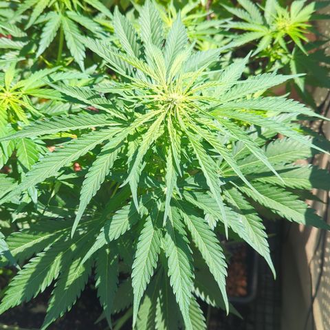 Amnesia Haze Automatic growlog timeline photo