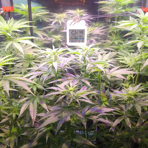 Sweet ZZ growlog timeline photo