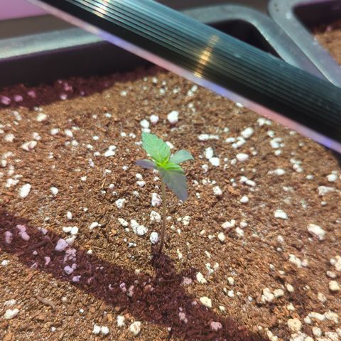 Amnesia Haze Automatic II growlog timeline photo