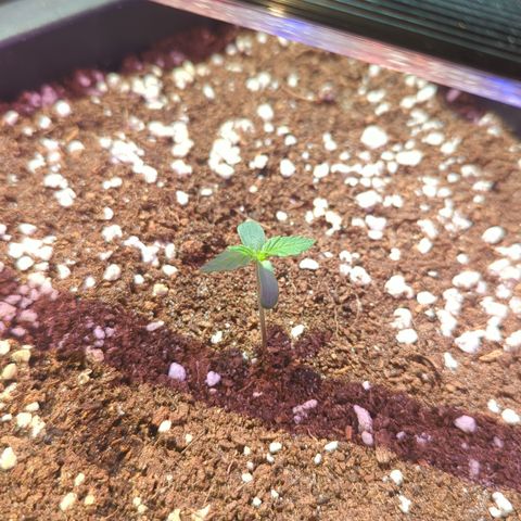 Royal Gorilla Automatic II growlog timeline photo