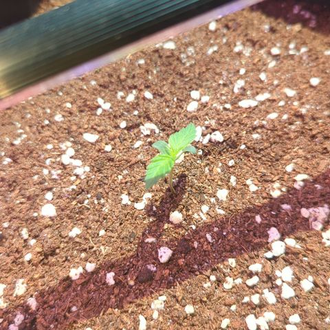 Green Gelato Automatic II growlog timeline photo