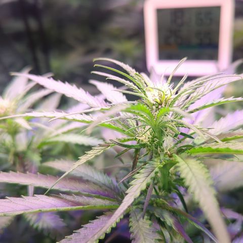 Sweet ZZ growlog timeline photo