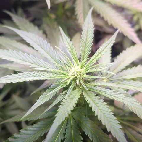 Sweet ZZ growlog timeline photo