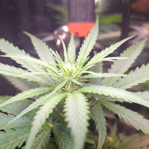 Sweet ZZ growlog timeline photo