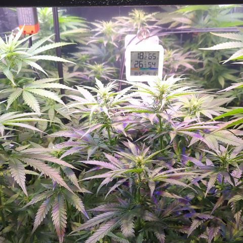Sweet ZZ growlog timeline photo