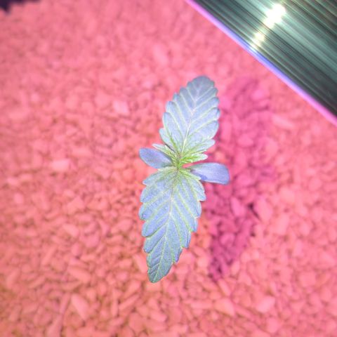 Amnesia Haze Automatic II growlog timeline photo