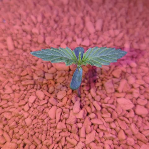 Royal Gorilla Automatic II growlog timeline photo