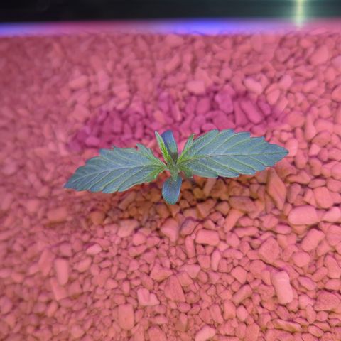 Green Gelato Automatic II growlog timeline photo