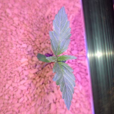 Royal Gorilla Automatic II growlog timeline photo