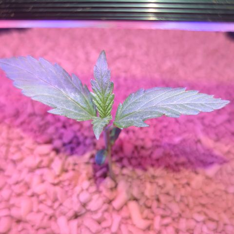 Green Gelato Automatic II growlog timeline photo