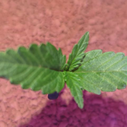 Amnesia Haze Automatic II growlog timeline photo