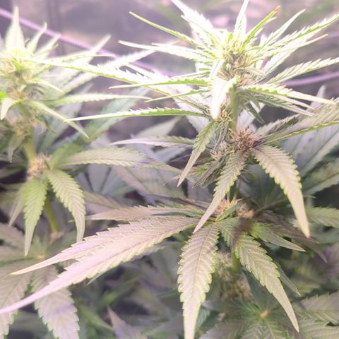Sweet ZZ growlog timeline photo
