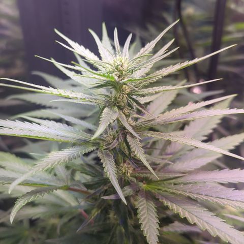 Sweet ZZ growlog timeline photo