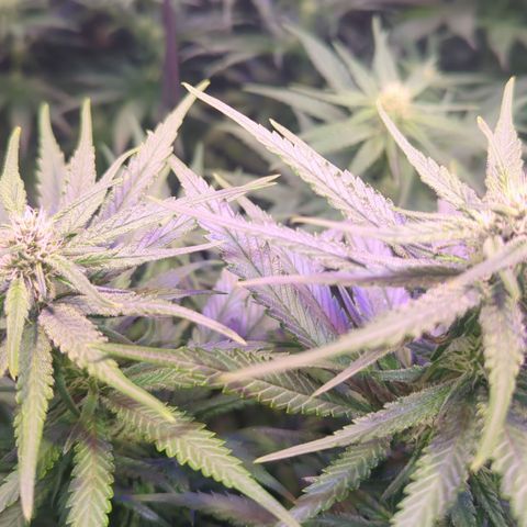 Sweet ZZ growlog timeline photo