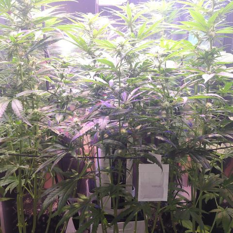 Sweet ZZ growlog timeline photo