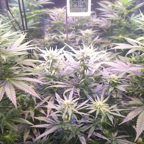 Sweet ZZ growlog timeline photo
