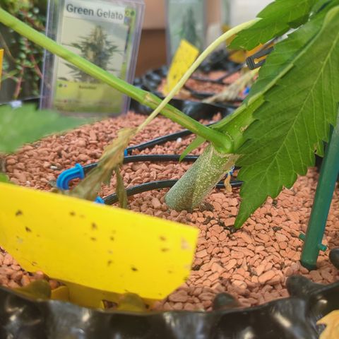Green Gelato Automatic growlog timeline photo