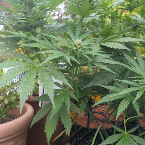 Green Gelato Automatic growlog timeline photo
