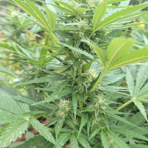 Green Gelato Automatic growlog timeline photo