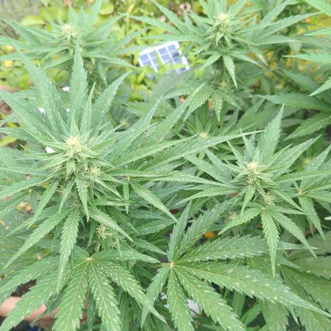 Green Gelato Automatic growlog timeline photo