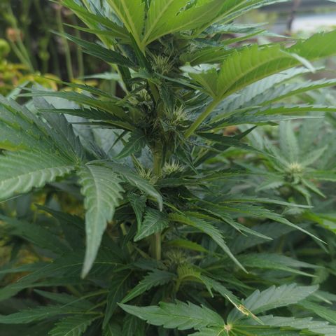 Royal Gorilla Automatic growlog timeline photo