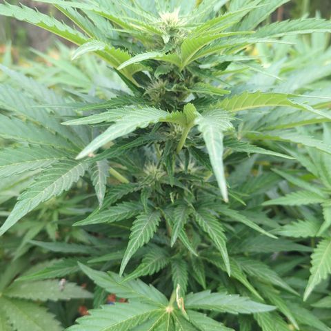Royal Gorilla Automatic growlog timeline photo
