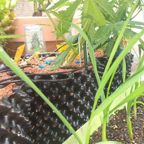 Royal Gorilla Automatic growlog timeline photo