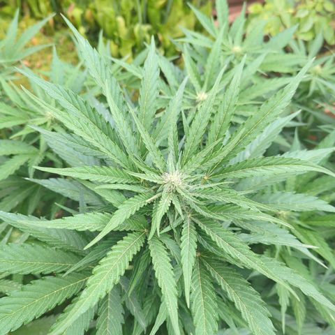 Royal Gorilla Automatic growlog timeline photo