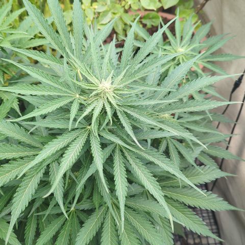 Amnesia Haze Automatic growlog timeline photo