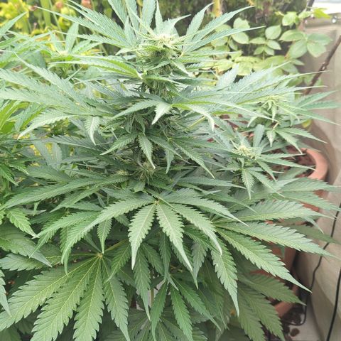 Amnesia Haze Automatic growlog timeline photo