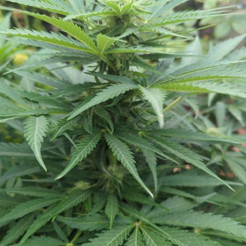 Amnesia Haze Automatic growlog timeline photo