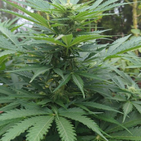 Amnesia Haze Automatic growlog timeline photo