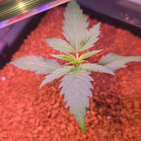 Green Gelato Automatic II growlog timeline photo