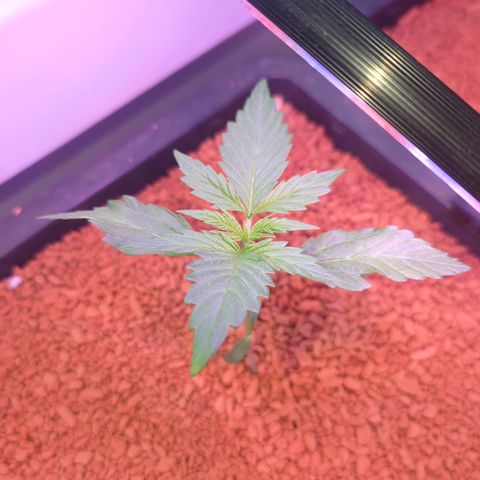 Royal Gorilla Automatic II growlog timeline photo