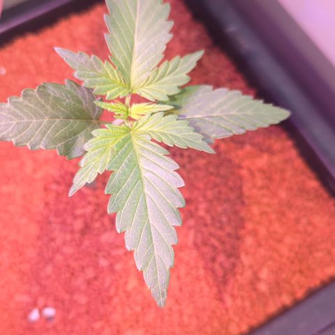Amnesia Haze Automatic II growlog timeline photo