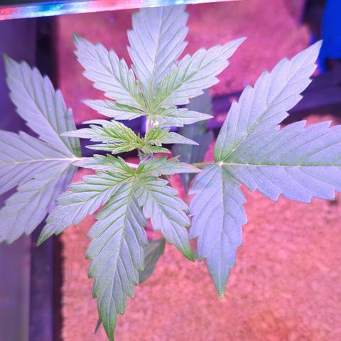 Royal Gorilla Automatic II growlog timeline photo