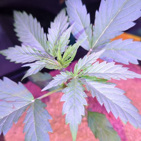 Green Gelato Automatic II growlog timeline photo