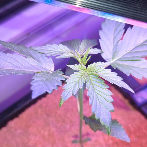 Amnesia Haze Automatic II growlog timeline photo