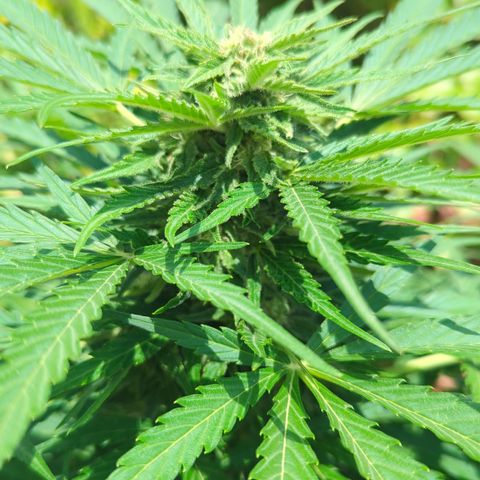Amnesia Haze Automatic growlog timeline photo